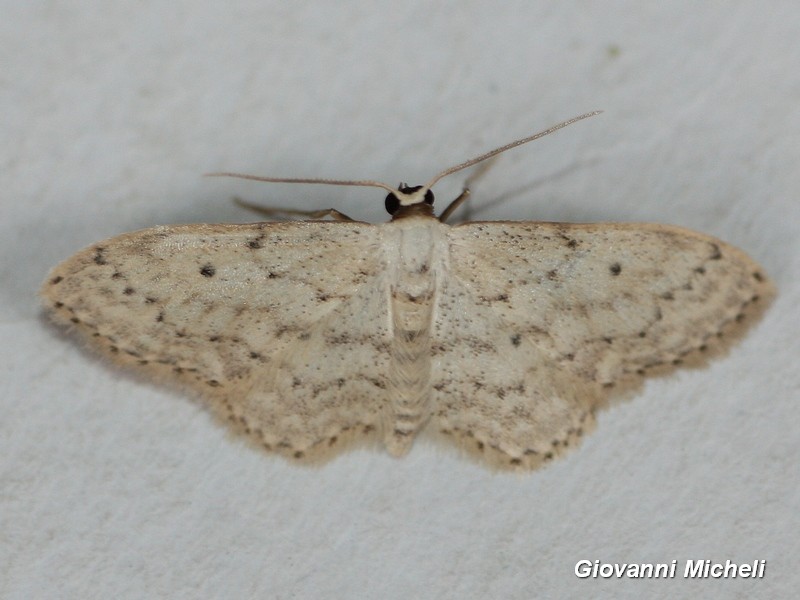 Idaea seriata? S